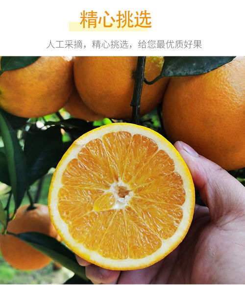 四川長虹臍橙 渠縣甜橙的甜蜜滋味，健康生活中的鮮美選擇