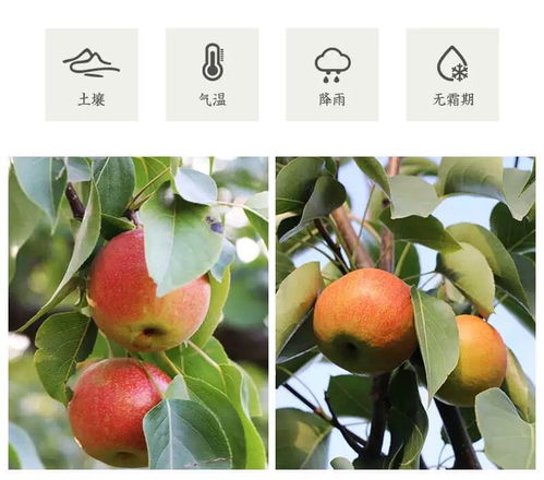 東北瑰寶 鞍山南果梨的品鑒與魅力
